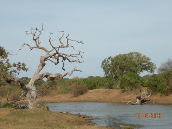 Zdjęcie ze Sri Lanki - 