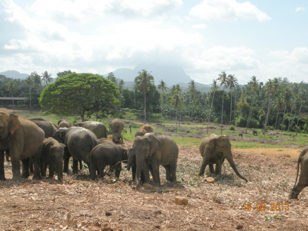 Zdjęcie ze Sri Lanki - 