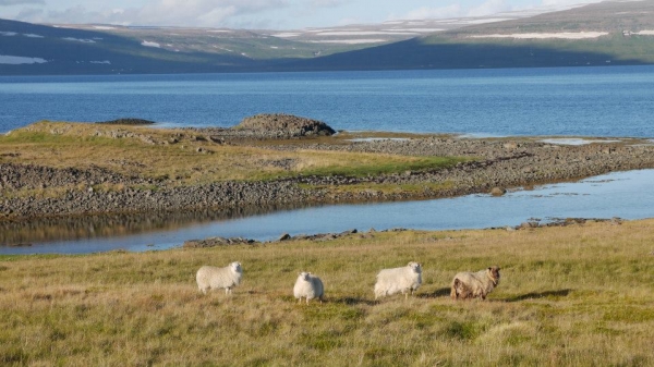 Zdjęcie z Islandii - Westfjords