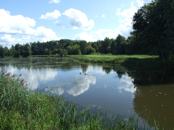 Zdjęcie z Polski - Białowieża