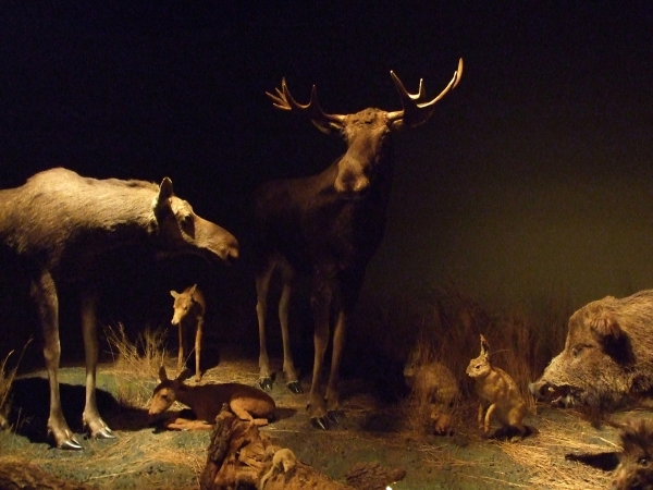 Zdjęcie z Polski - ekspozycja muzeum