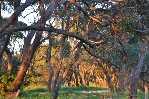 Zdjęcie z Australii - W wieczornym sloncu