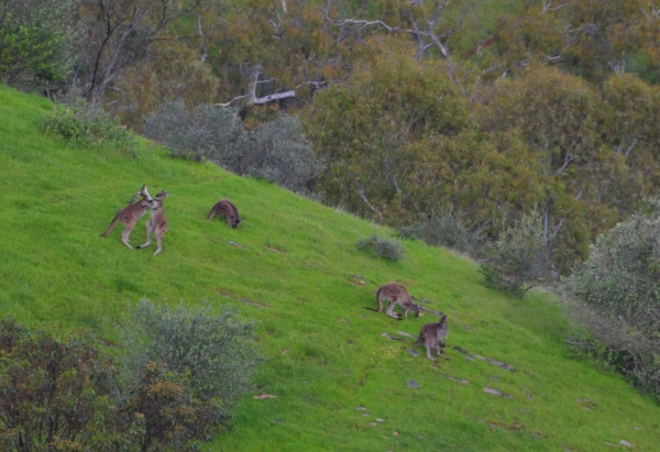 Zdjęcie z Australii - Kangurza rodzina