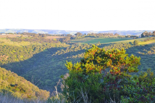Zdjęcie z Australii - Onkaparinga Gorge