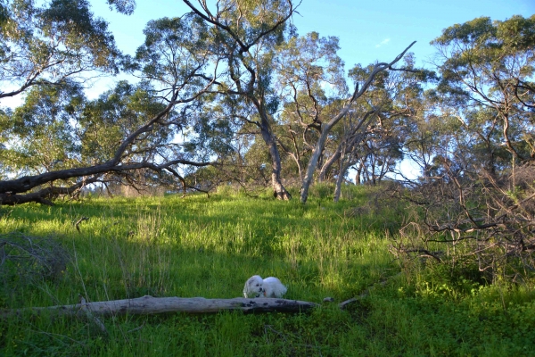 Zdjęcie z Australii - Wiosenny busz