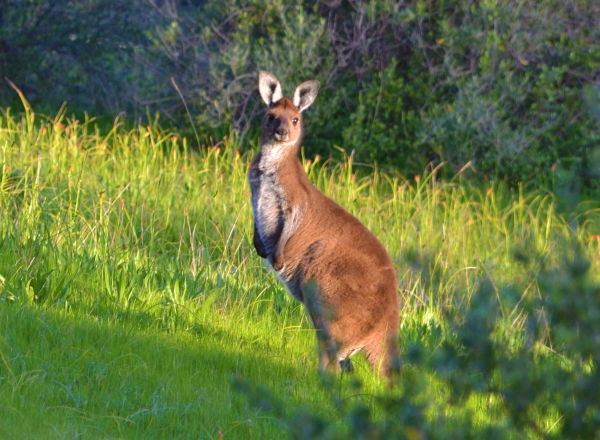 Zdjęcie z Australii - Ciekawski kangurek