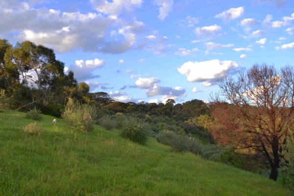 Zdjecie - Australia - Onkaparinga Gorge