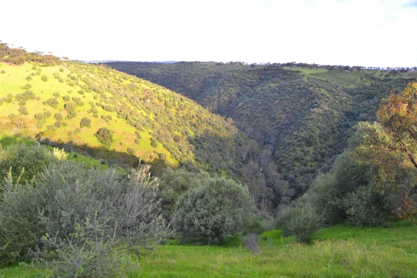 Zdjęcie z Australii - Onkaparinga Gorge