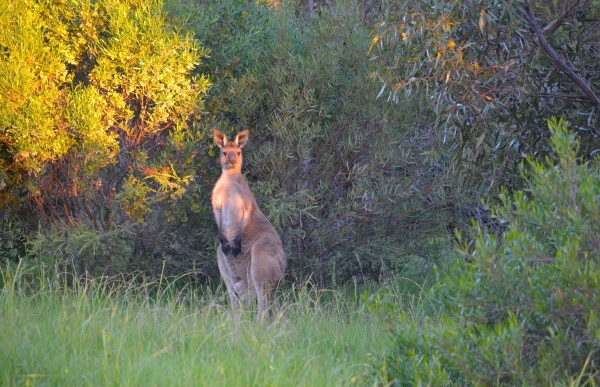 Zdjęcie z Australii - Jeszcze jeden ciekawski:)