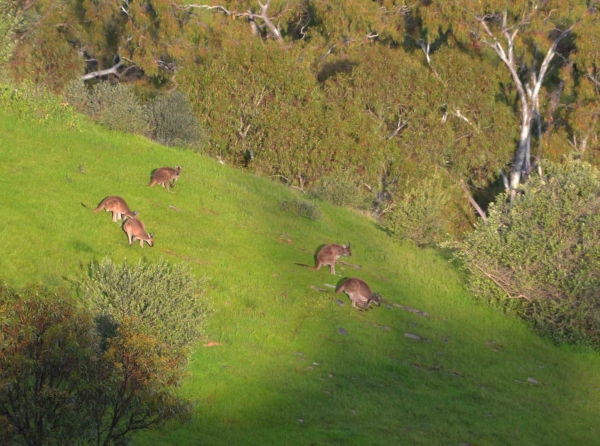 Zdjęcie z Australii - Kangurza rodzina