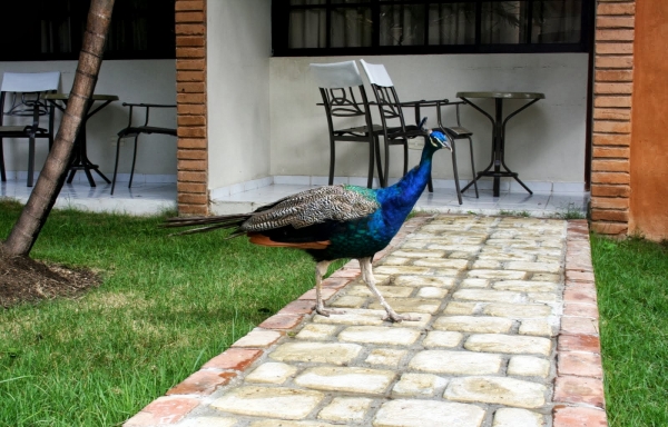 Zdjęcie z Dominikany - Ogrod hotelowy-