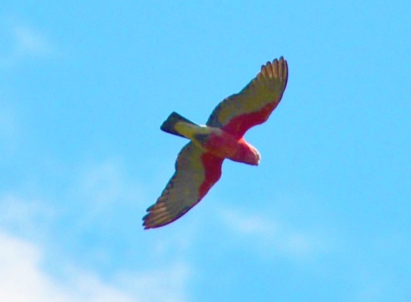 Zdjęcie z Australii - Gallah - kakadu rozowa