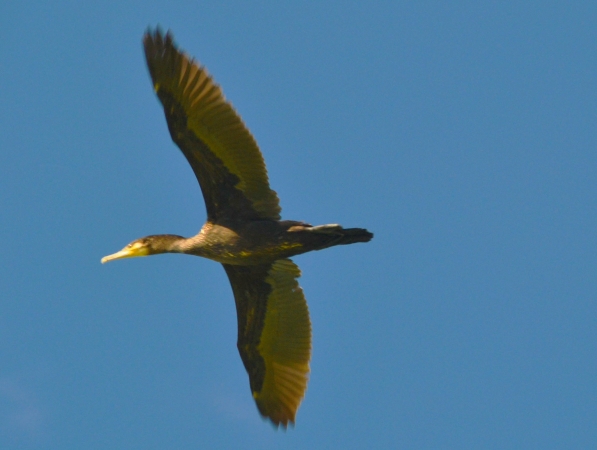 Zdjęcie z Australii - Kormoran w locie