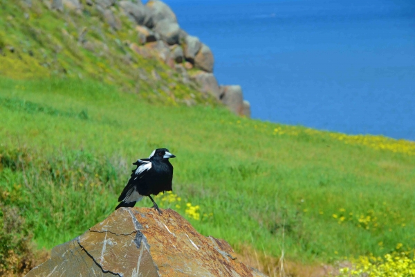 Zdjęcie z Australii - Magpie - australijska,