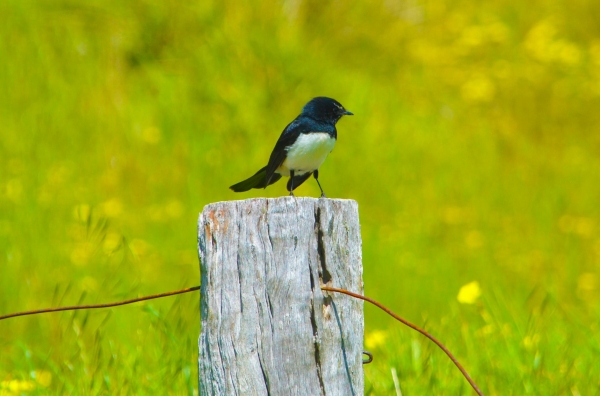Zdjęcie z Australii - willie wagtail