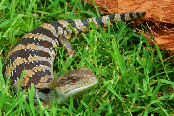 Zdjęcie z Australii - Blue-tongued skink