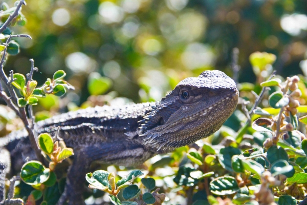 Zdjęcie z Australii - Jaszczura agama brodata
