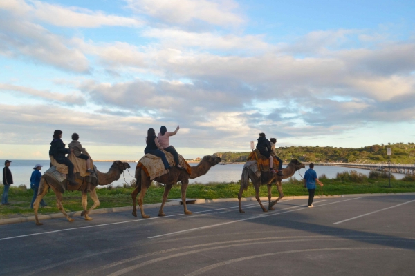 Zdjęcie z Australii - Victor Harbor