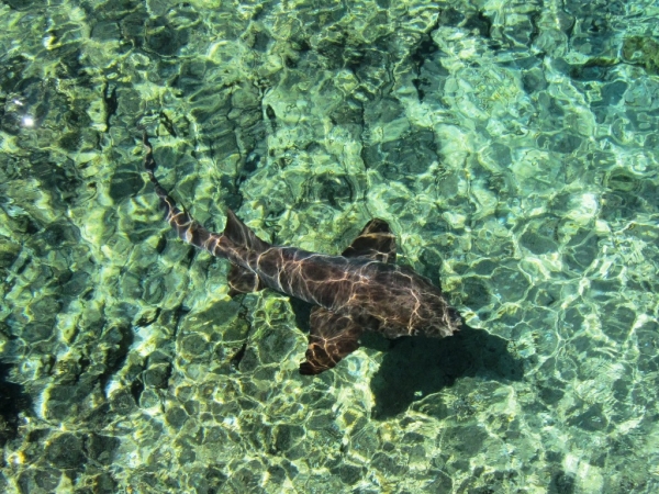 Zdjęcie z Bahamów - Exuma