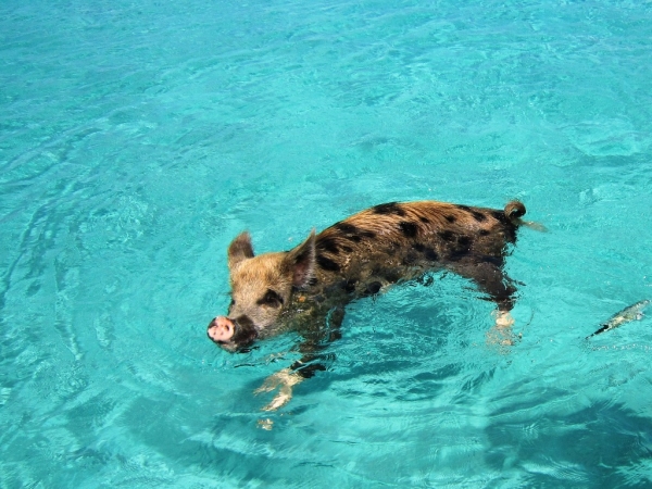 Zdjęcie z Bahamów - Exuma