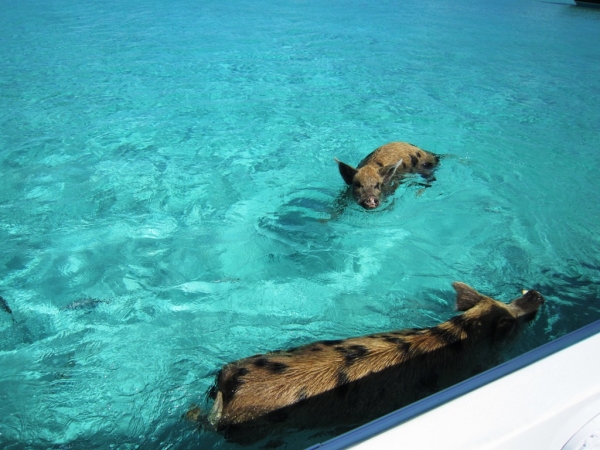 Zdjęcie z Bahamów - Exuma