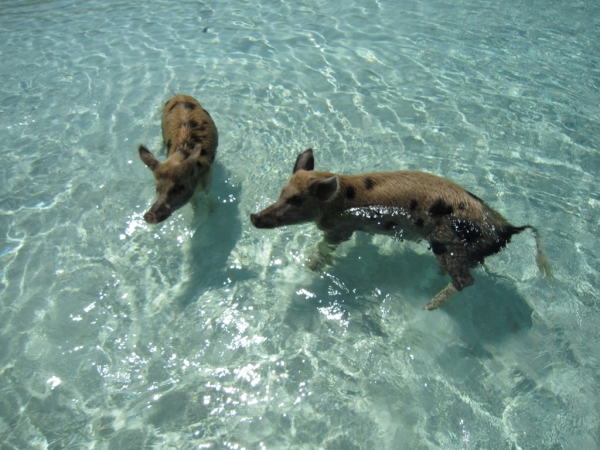 Zdjęcie z Bahamów - Exuma