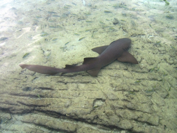 Zdjęcie z Bahamów - Exuma