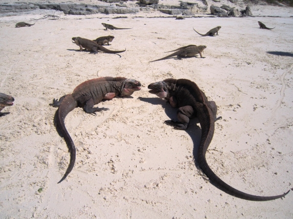 Zdjęcie z Bahamów - Exuma