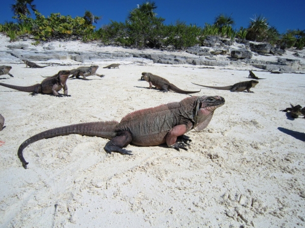 Zdjęcie z Bahamów - Exuma