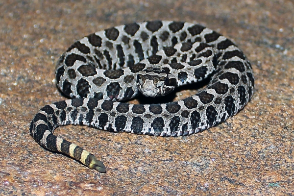 Zdjęcie z Kanady - Grzechotnik Massasauga