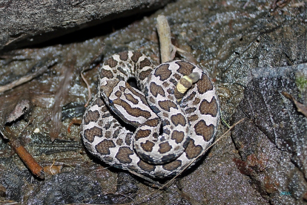 Zdjęcie z Kanady - Grzechotnik Massasauga