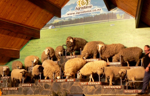 Zdjęcie z Nowej Zelandii - Rotorua