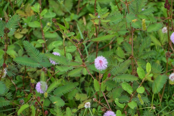 Zdjęcie z Kambodży - Niesamowite roslinki
