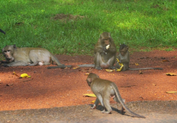 Zdjęcie z Kambodży - Mieszkancy Angkor Thom