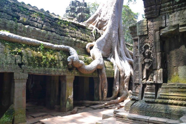 Zdjęcie z Kambodży - Ta Prohm