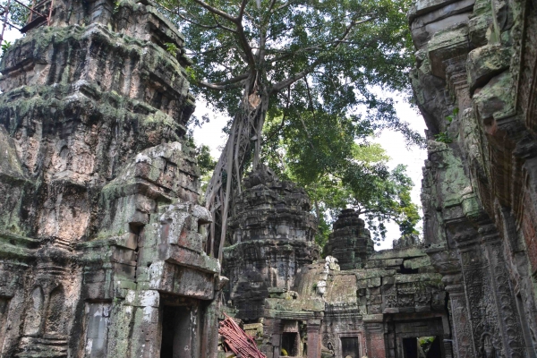 Zdjęcie z Kambodży - Ta Prohm