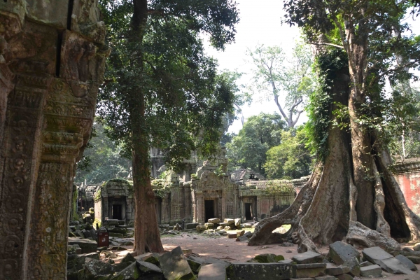 Zdjęcie z Kambodży - Ta Prohm