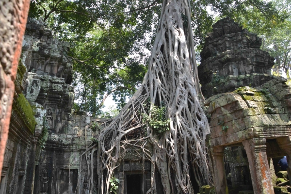 Zdjęcie z Kambodży - Ta Prohm