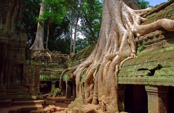 Zdjęcie z Kambodży - W swiatyni Ta Prohm