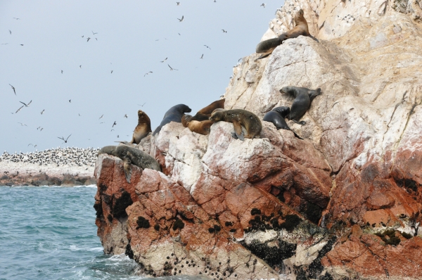Zdjęcie z Peru - Islas Ballestas