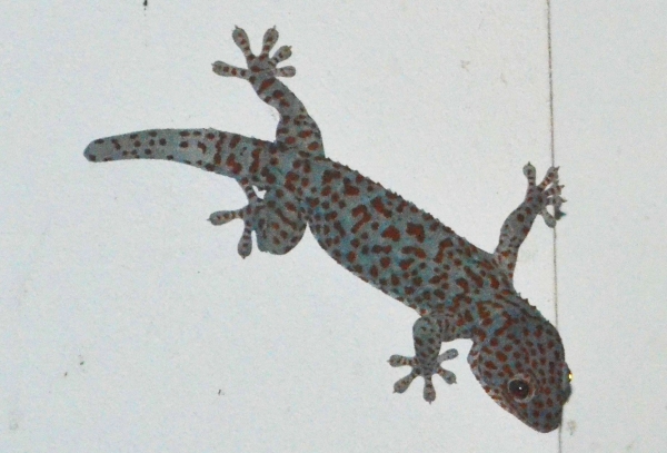 Zdjęcie z Kambodży - Wielki i kolorowy Tokay Gecko na murze naszego hotelu.