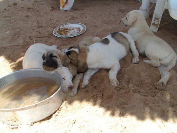 Zdjecie - Egipt - Sharm El Sheikh