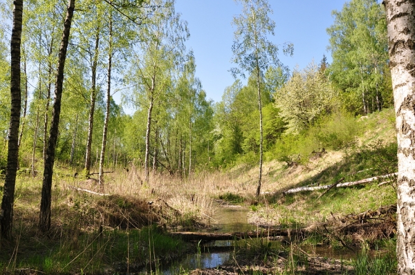 Zdjęcie z Polski -  Leśniewio Górne