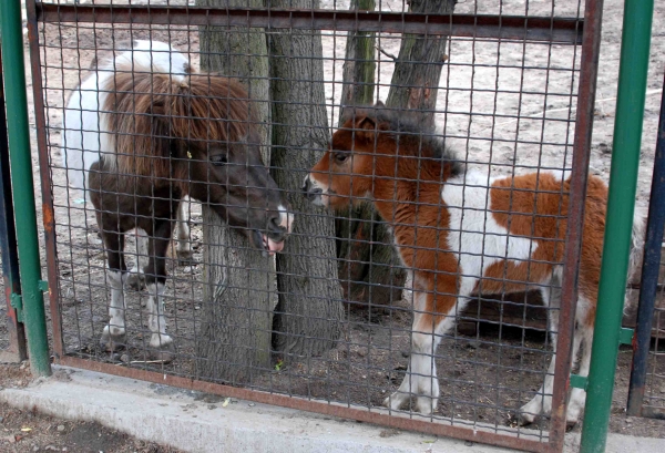Zdjęcie z Polski - kucyki pony:P