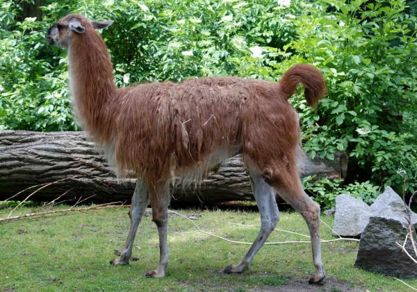 Zdjęcie z Polski - lama