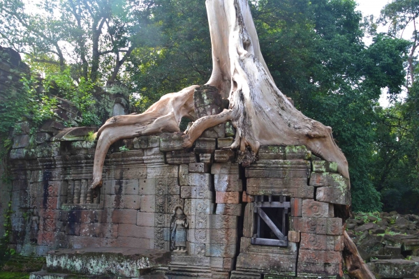 Zdjęcie z Kambodży - Preah Khan - walka starej swiatyni z dzungla