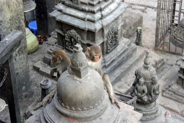 Zdjęcie z Nepalu - Swajambhunath