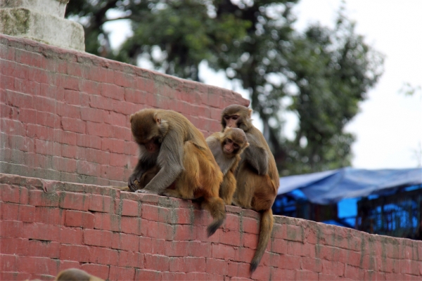 Zdjęcie z Nepalu - Swajambhunath