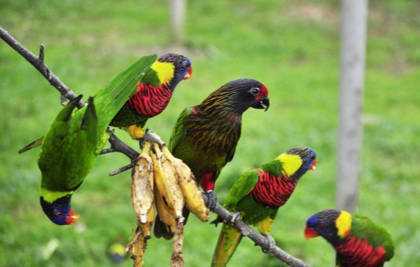 Zdjęcie z Malezji - Ptaszarnia KL Bird Park