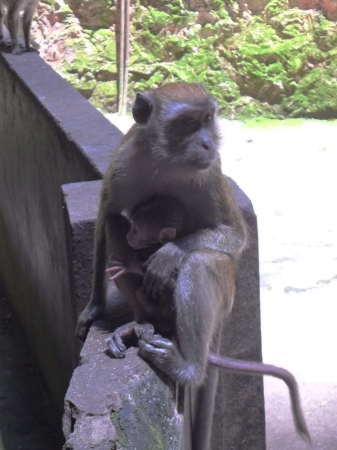 Zdjęcie z Malezji - Malpki z Batu Caves